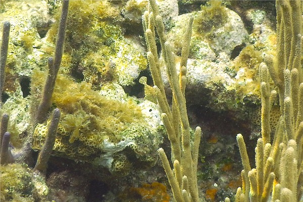 Filefish - Slender Filefish