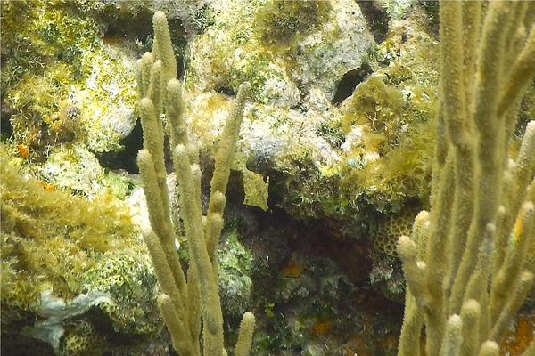 Filefish - Slender Filefish