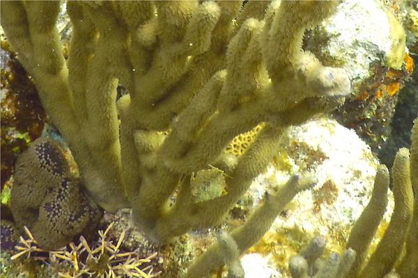 Filefish - Slender Filefish