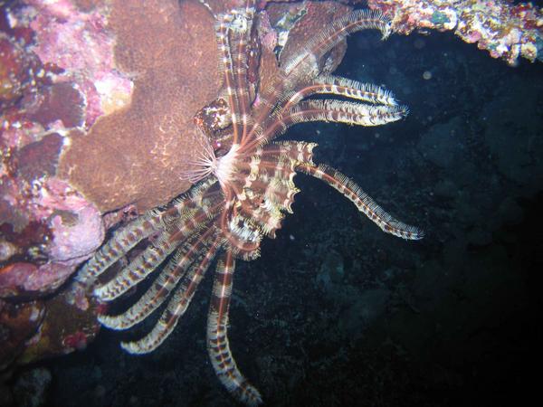 Starfish - Sawtooth Feather Star