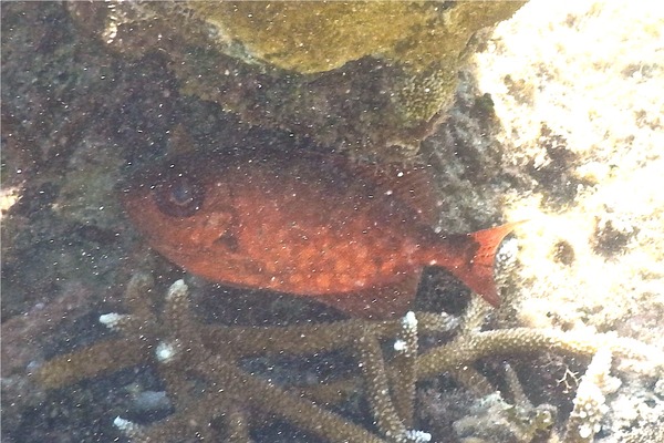 Bigeyes - Glasseye Snapper