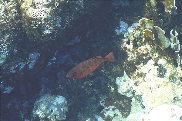 Bigeyes - Glasseye Snapper