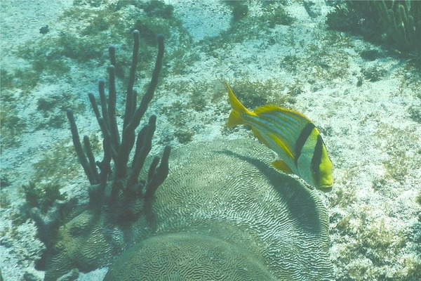 Porkfish - Porkfish