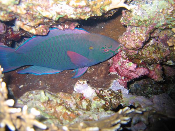 Parrotfish - Swarthy Parrotfish