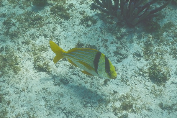 Porkfish - Porkfish