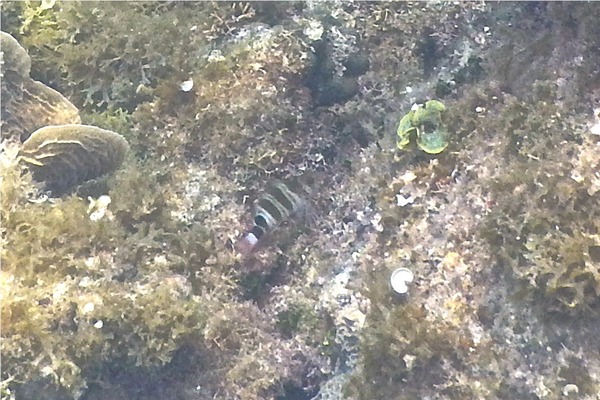 Hawkfish - Redspotted Hawkfish