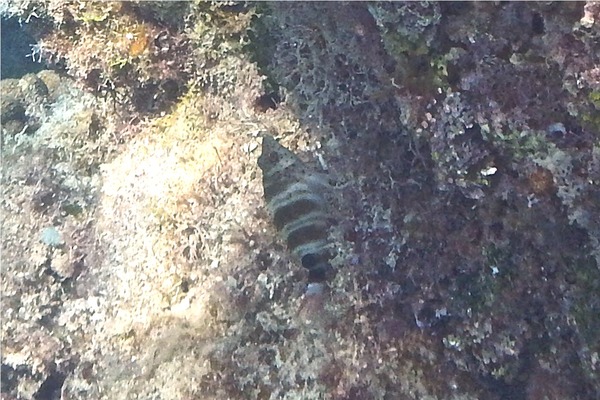 Hawkfish - Redspotted Hawkfish