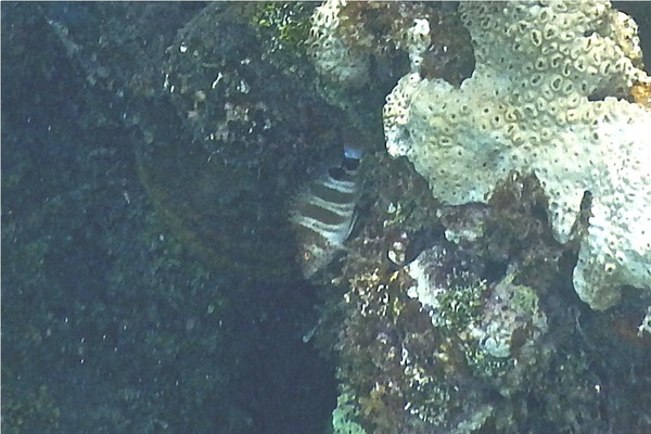 Hawkfish - Redspotted Hawkfish