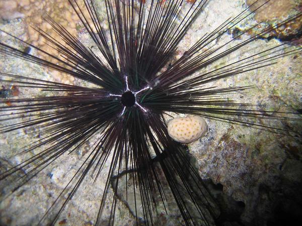 Sea Urchins - Longspine Sea Urchin