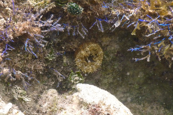 Anemones - Red Warty Sea Anemone Anemones - Red Warty Sea Anemone
