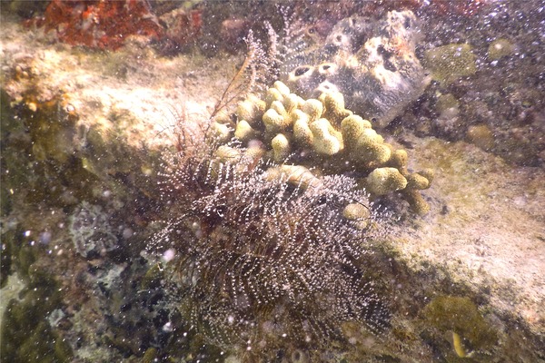 Halocordylidae - Christmas Tree Hydroid