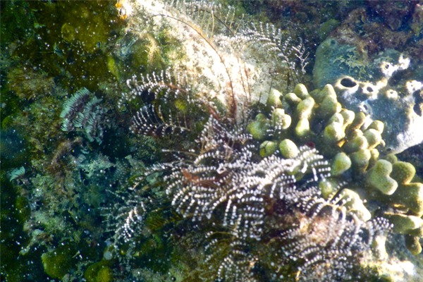 Halocordylidae - Christmas Tree Hydroid