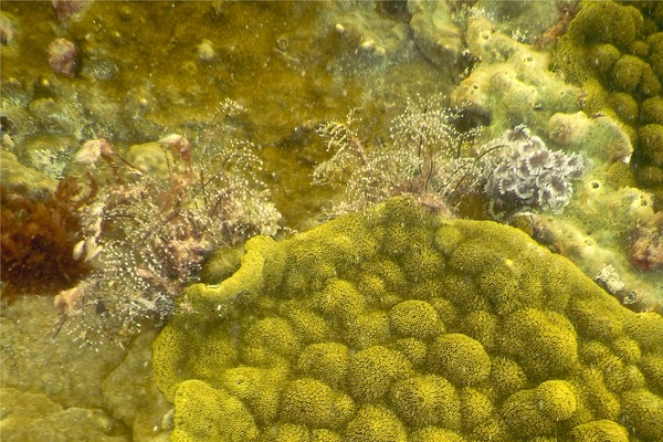 Halocordylidae - Christmas Tree Hydroid