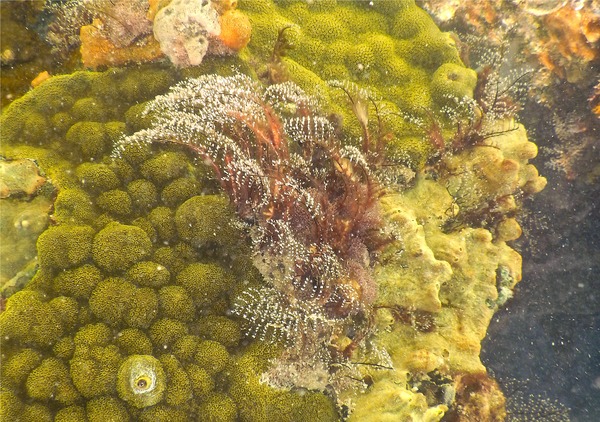 Halocordylidae - Christmas Tree Hydroid