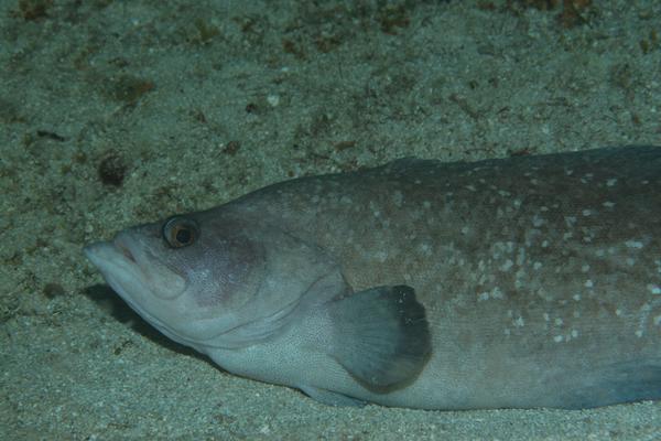 Seabasses - Greater Soapfish