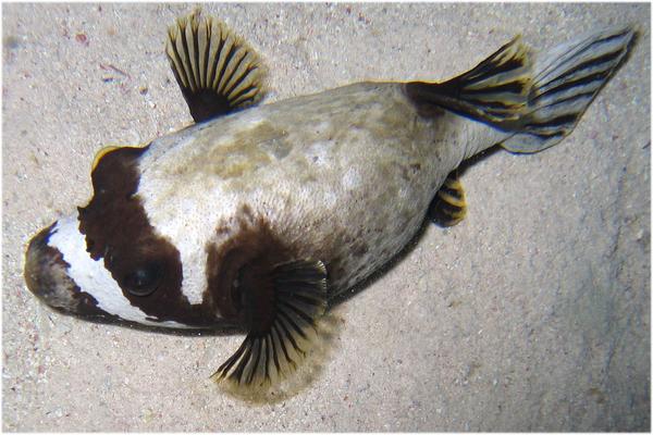 Pufferfish - Masked Puffer