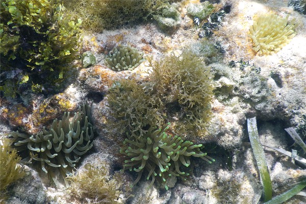 Anemones - Giant Sea Anemone