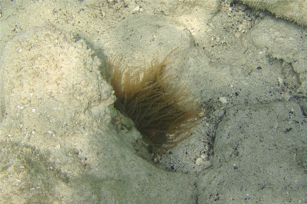 Anemones - Corkscrew Anemone