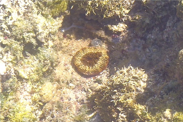 Anemones - Red Warty Sea Anemone