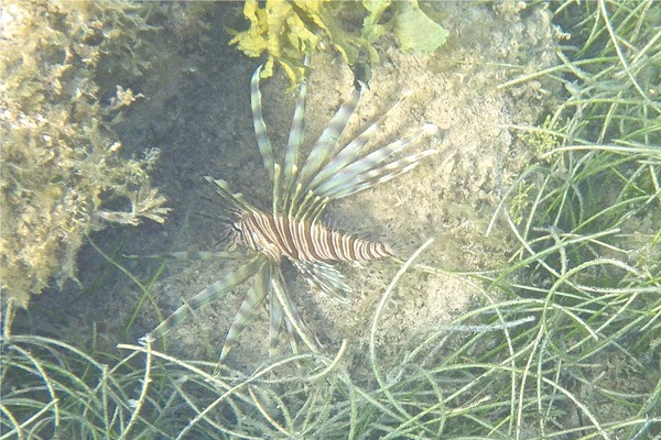 Lionfish - Common Lionfish