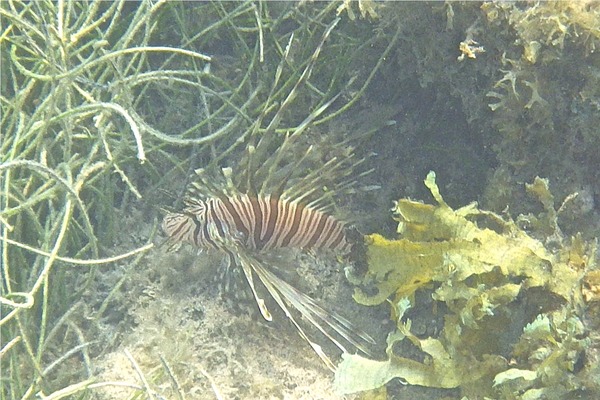 Lionfish - Common Lionfish