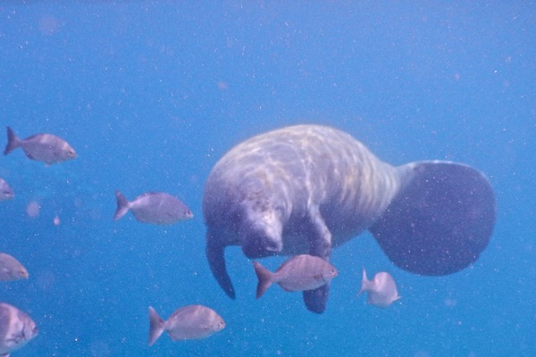 Trichechidae - West Indian Manatee