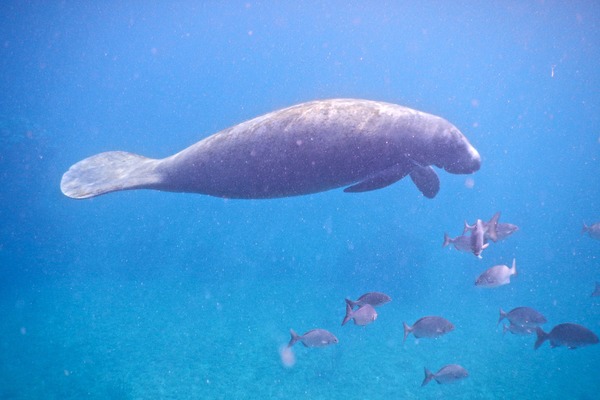 Trichechidae - West Indian Manatee