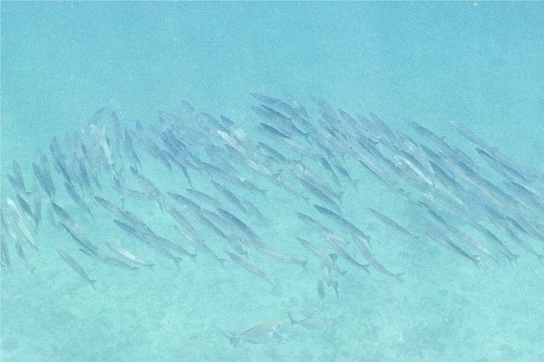 Barracuda - Southern Sennet