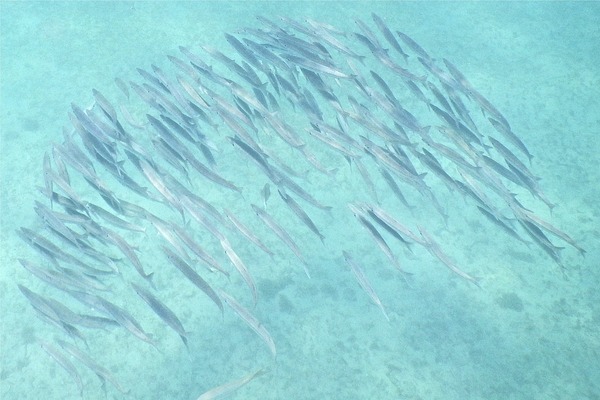 Barracuda - Southern Sennet