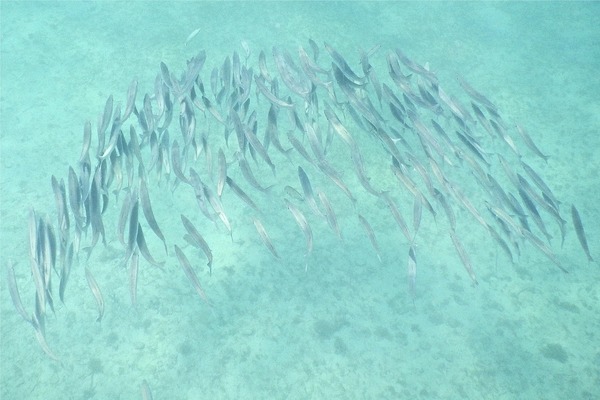 Barracuda - Southern Sennet