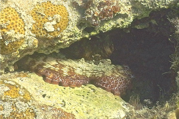 Octopuses - Common Octopus Octopuses - Common Octopus