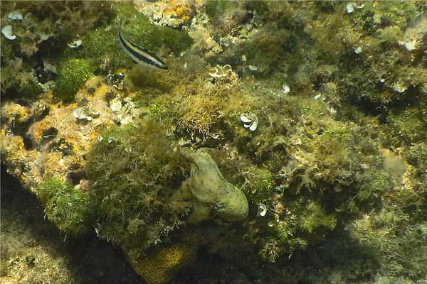 Octopuses - Caribean Two-spot Octopus Octopuses - Caribean Two-spot Octopus