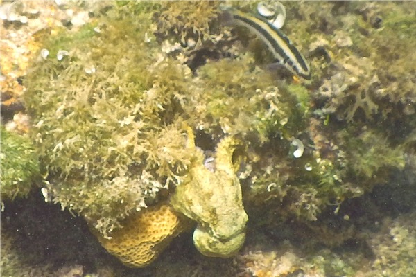 Octopuses - Caribean Two-spot Octopus Octopuses - Caribean Two-spot Octopus