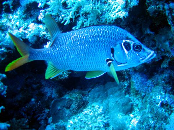 Squirrelfish - Long-jawed Squirrelfish