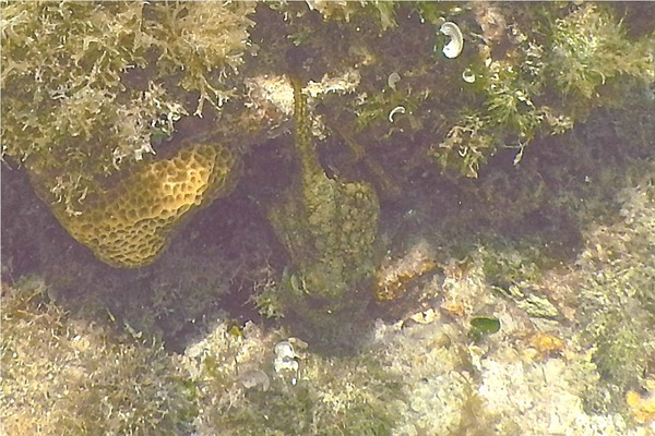 Octopuses - Caribean Two-spot Octopus Octopuses - Caribean Two-spot Octopus