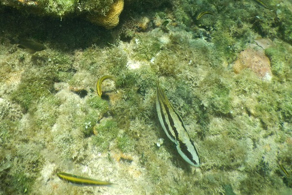 Octopuses - Caribean Two-spot Octopus