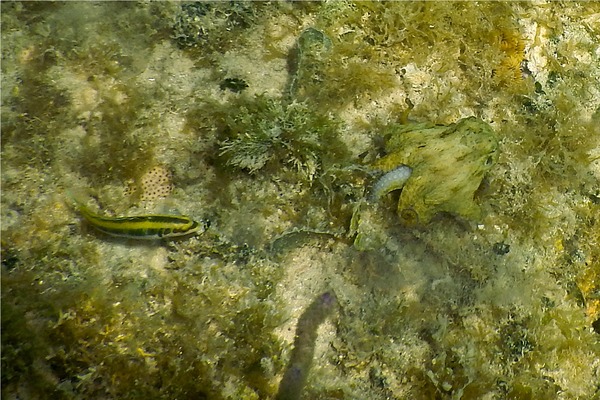 Octopuses - Caribean Two-spot Octopus Octopuses - Caribean Two-spot Octopus