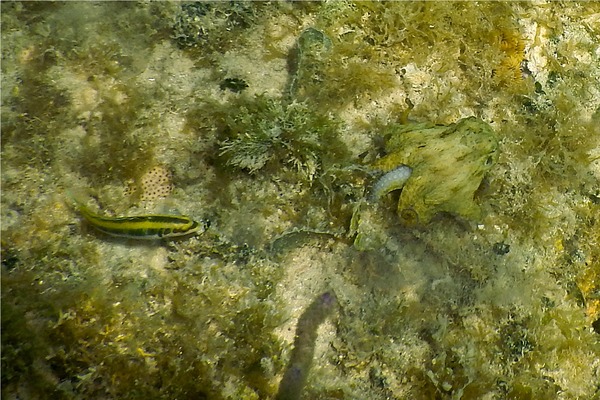 Octopuses - Caribean Two-spot Octopus