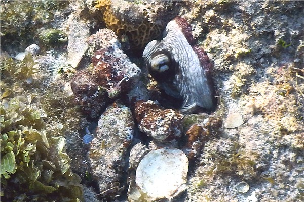 Octopuses - Common Octopus Octopuses - Common Octopus