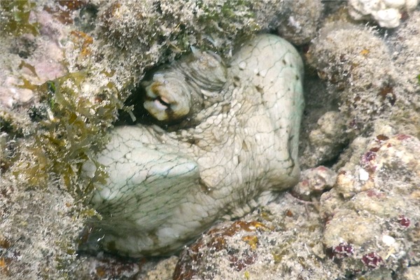 Octopuses - Common Octopus Octopuses - Common Octopus