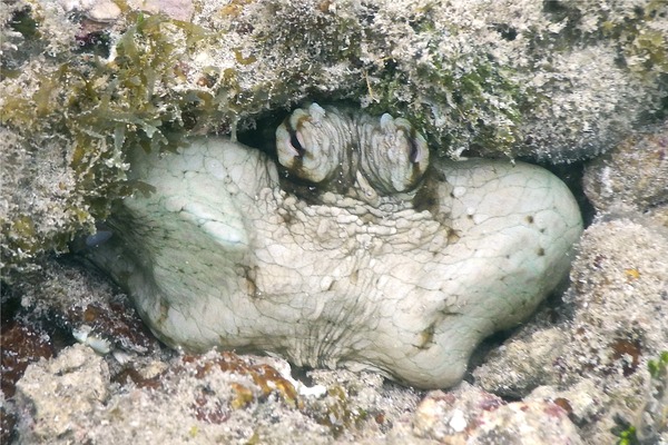 Octopuses - Common Octopus Octopuses - Common Octopus