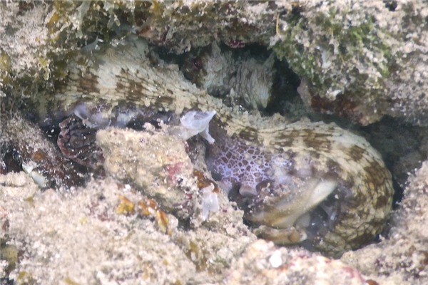 Octopuses - Common Octopus Octopuses - Common Octopus