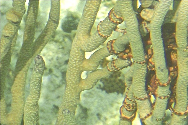 Echinodermata - Ruby Brittle Star