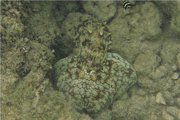 Octopuses - Caribbean Reef Octopus Octopuses - Caribbean Reef Octopus