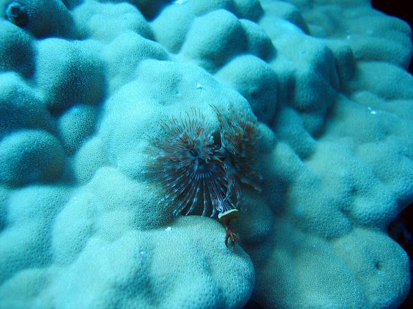 Tube Worms - Christmas Tree Worm