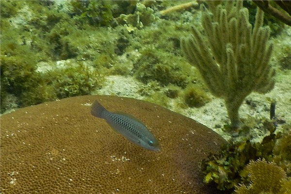 Parrotfish - Striped Parrotfish