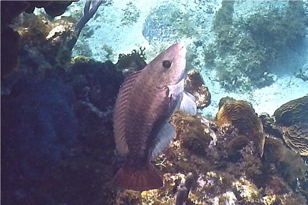 Parrotfish - Queen Parrotfish