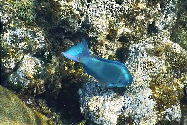 Parrotfish - Queen Parrotfish Parrotfish - Queen Parrotfish