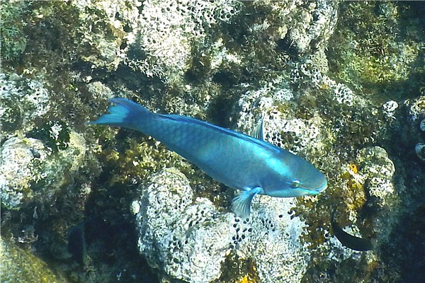 Parrotfish - Queen Parrotfish Parrotfish - Queen Parrotfish