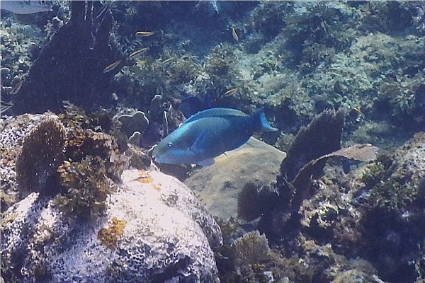 Parrotfish - Queen Parrotfish Parrotfish - Queen Parrotfish